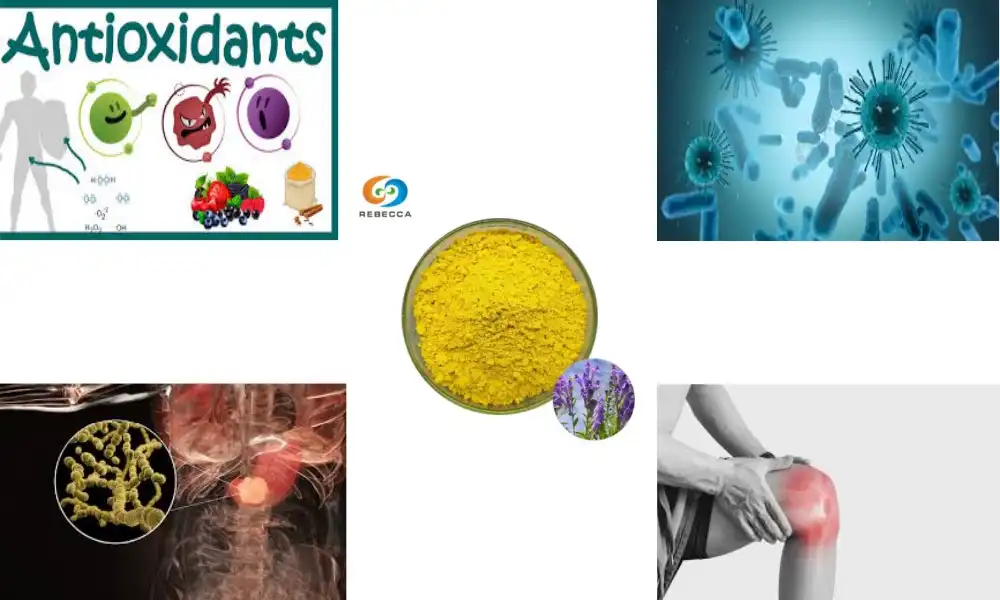 Can Baicalein Powder Help in Reducing Inflammation?
